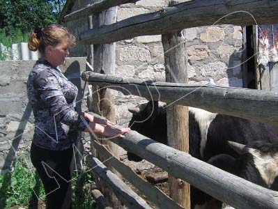Лариса Бездорнова со своими телятами