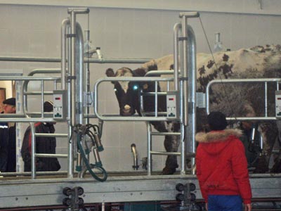 Первые посетители доильной «карусели» в беловском молочном комлексе занимают места в боксах для доенияй Первые посетители доильной «карусели» в беловском молочном комлексе занимают мес